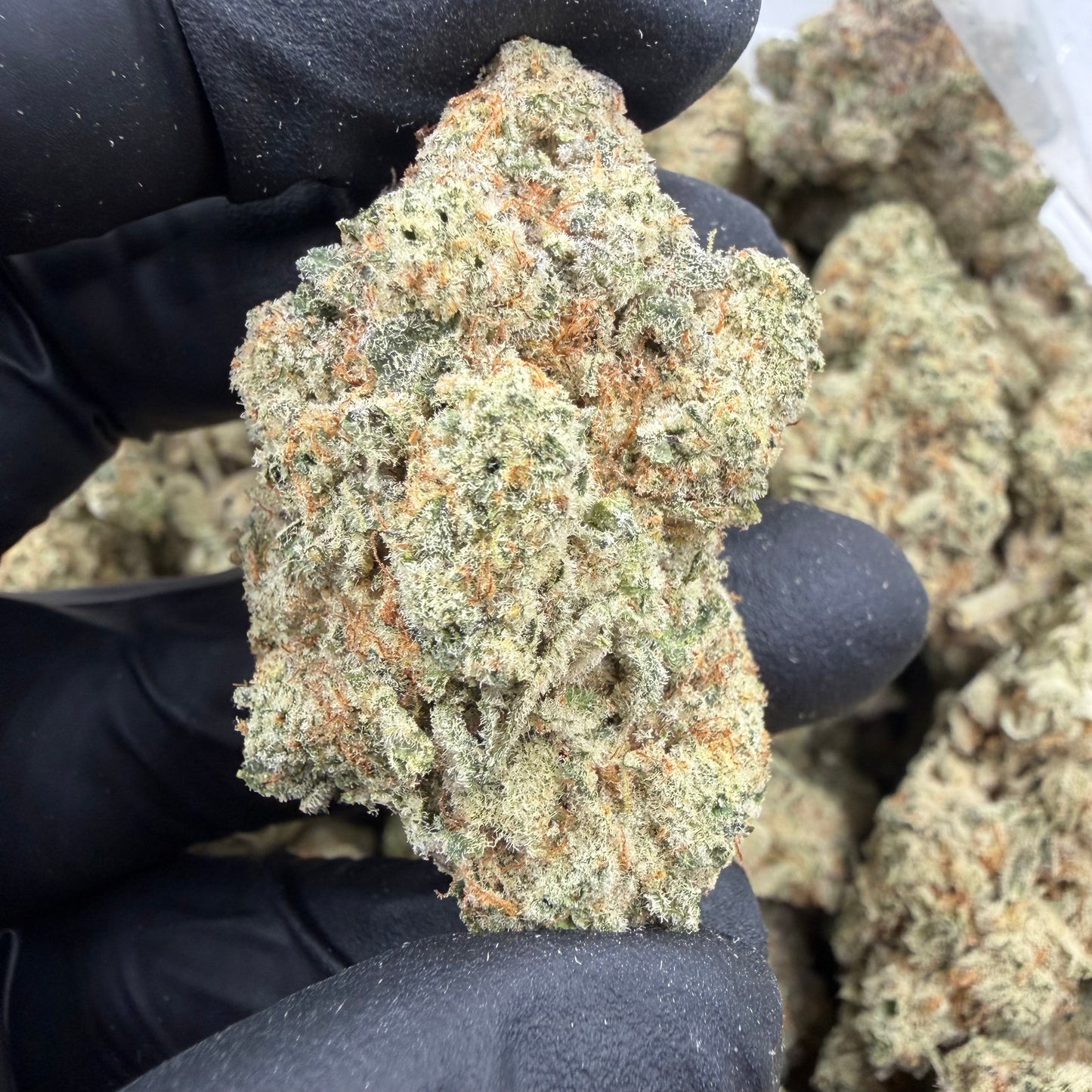 Alien Kush