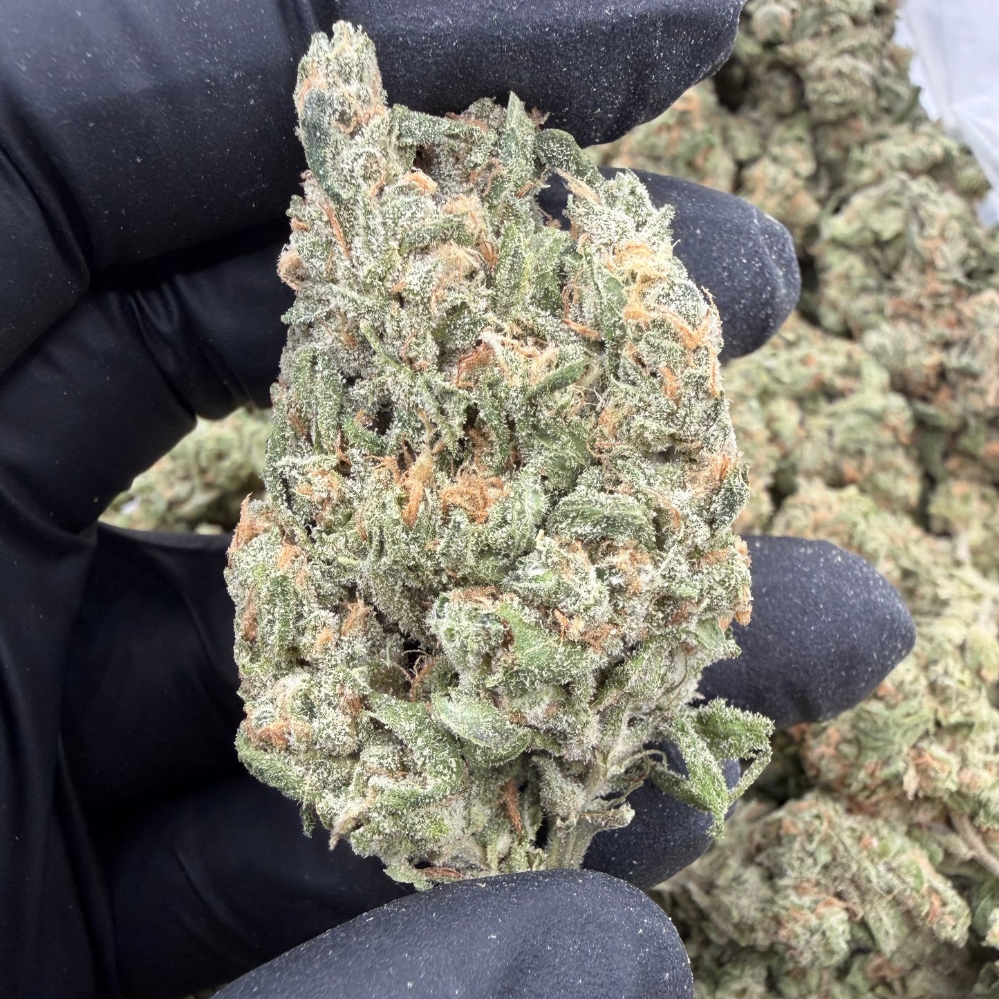 Arctic Blue Dream