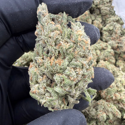 Arctic Blue Dream