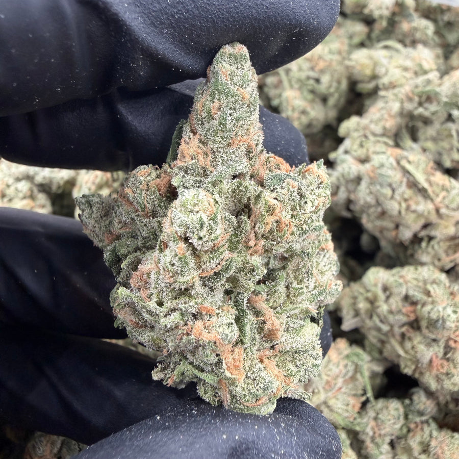 Arctic Blue Dream