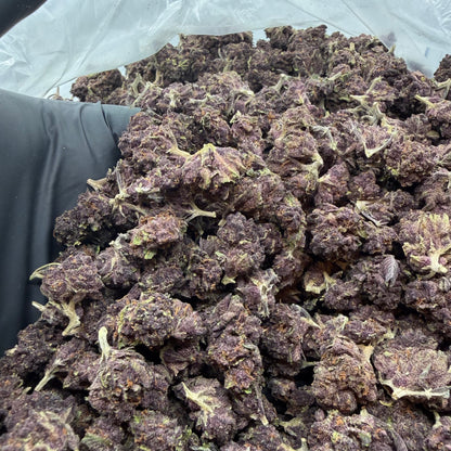 Black Cherry Punch *Smalls*