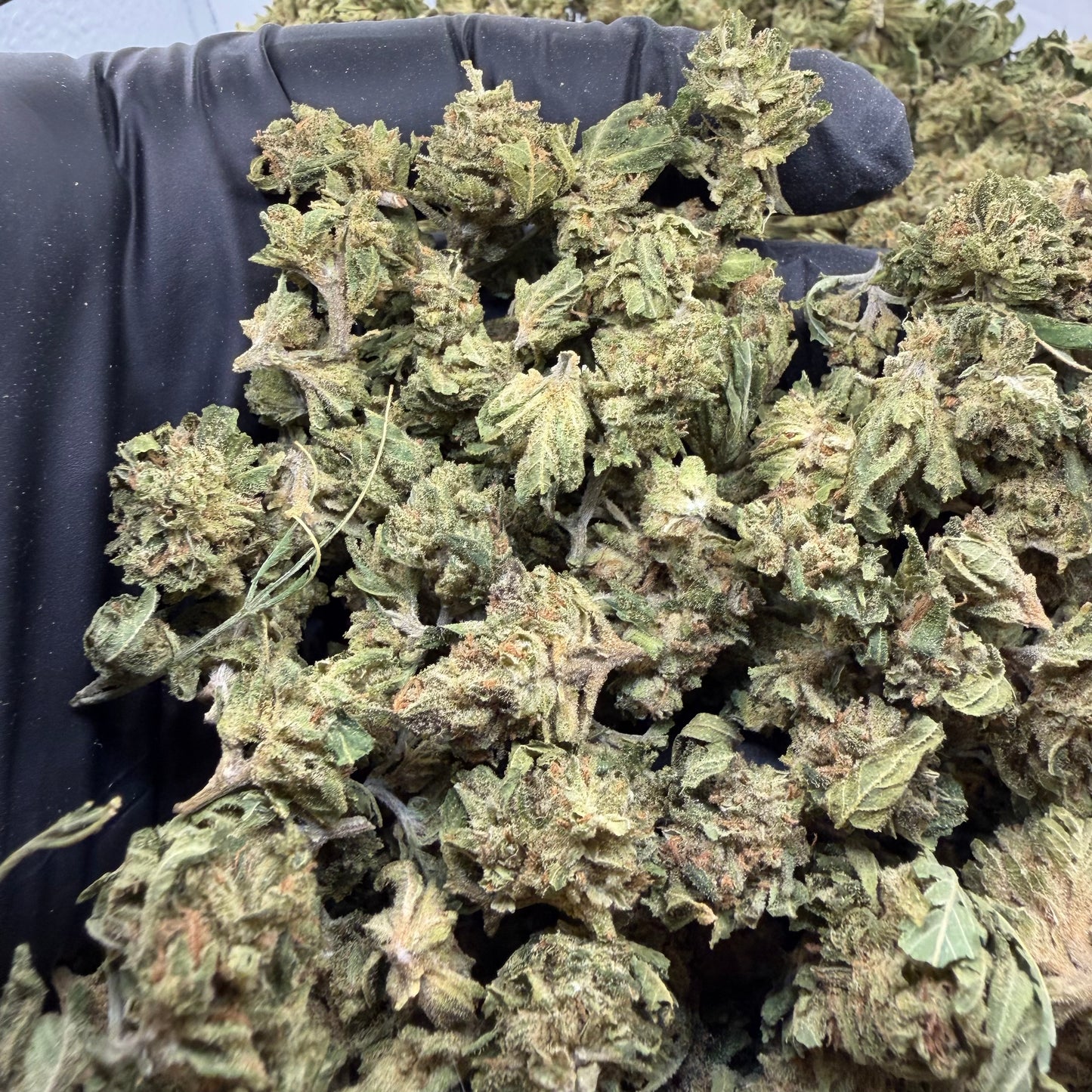 Blue Dream Smalls