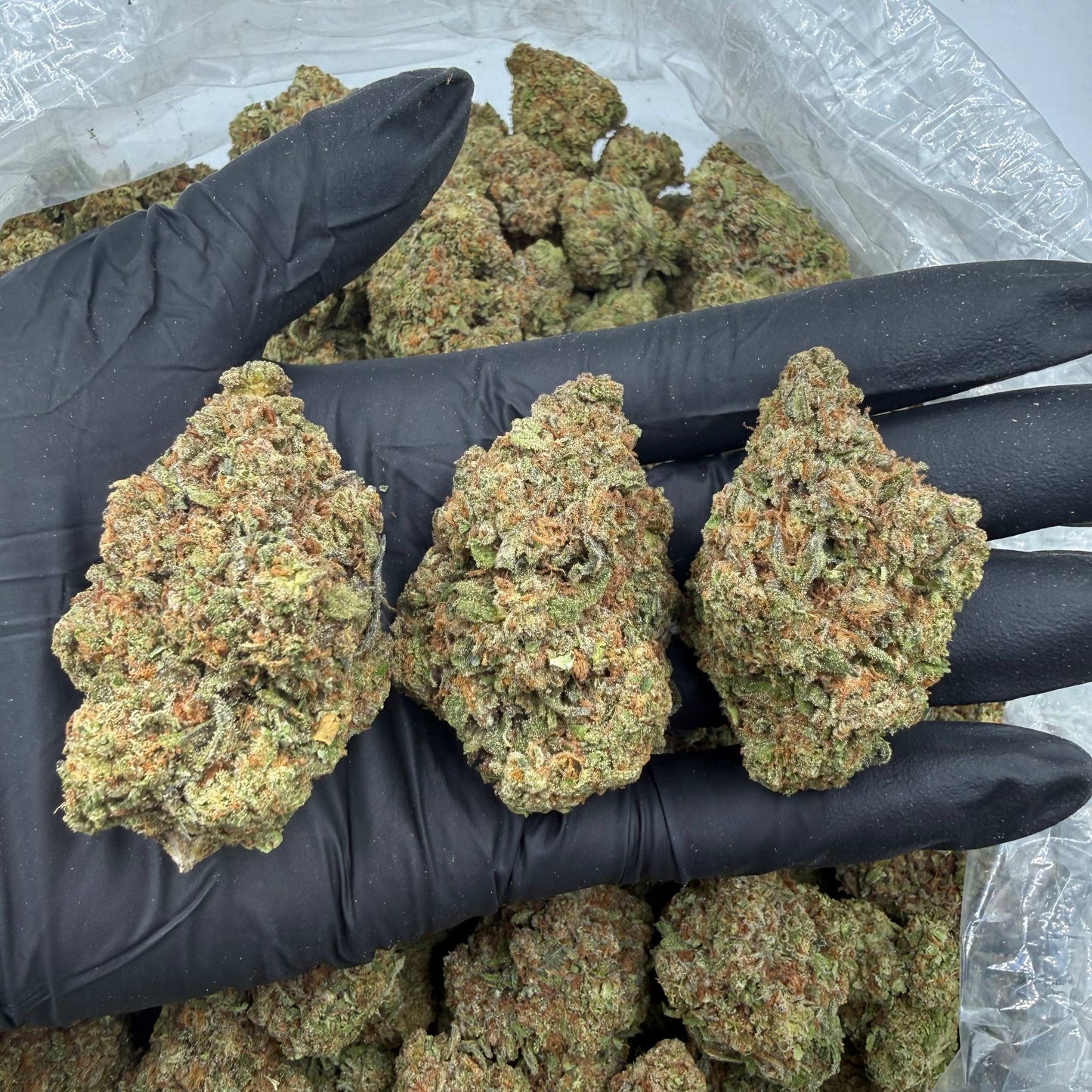 Elephant Breath *Bulk*