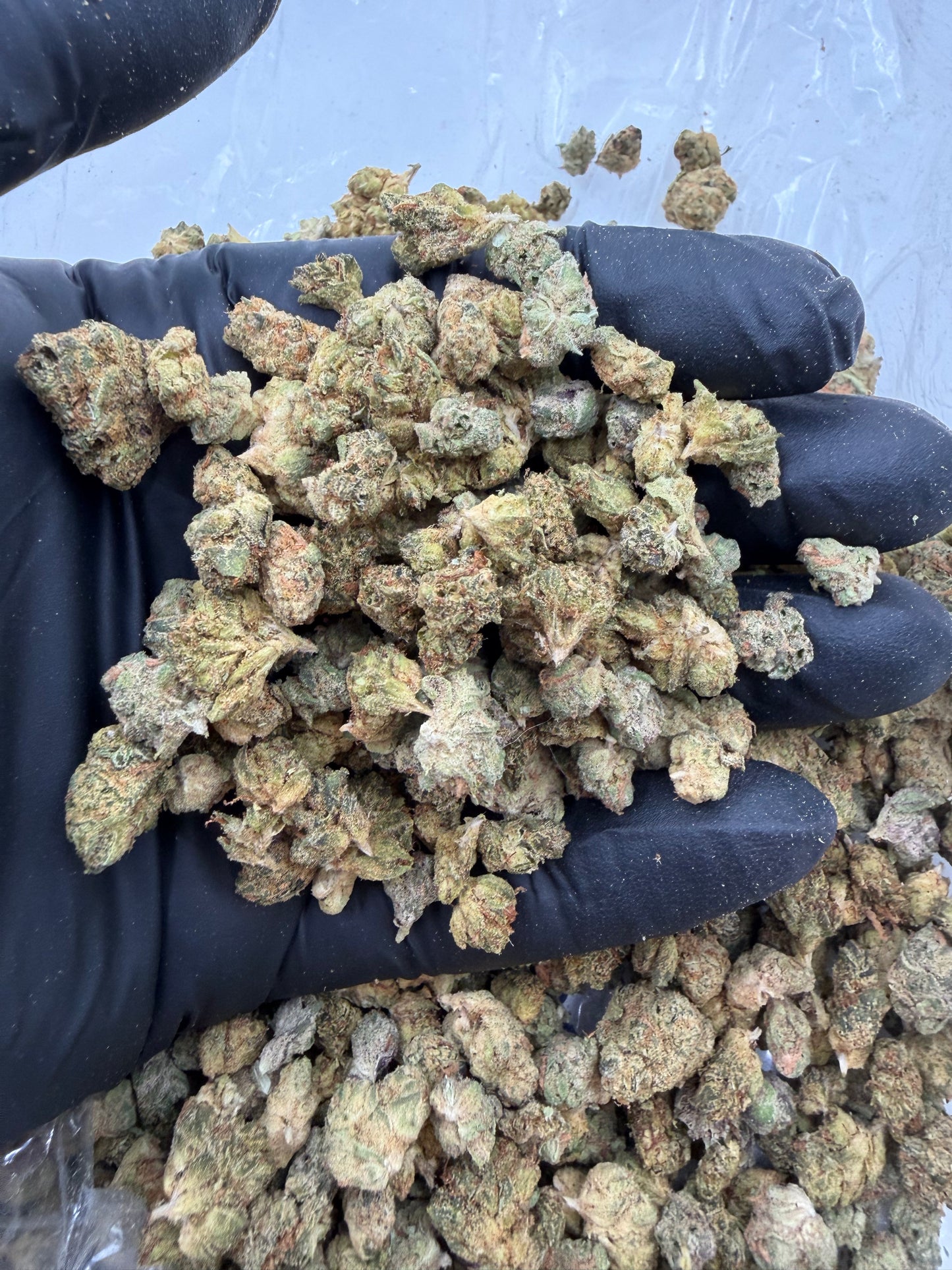 *Exclusive* Mixed Buds