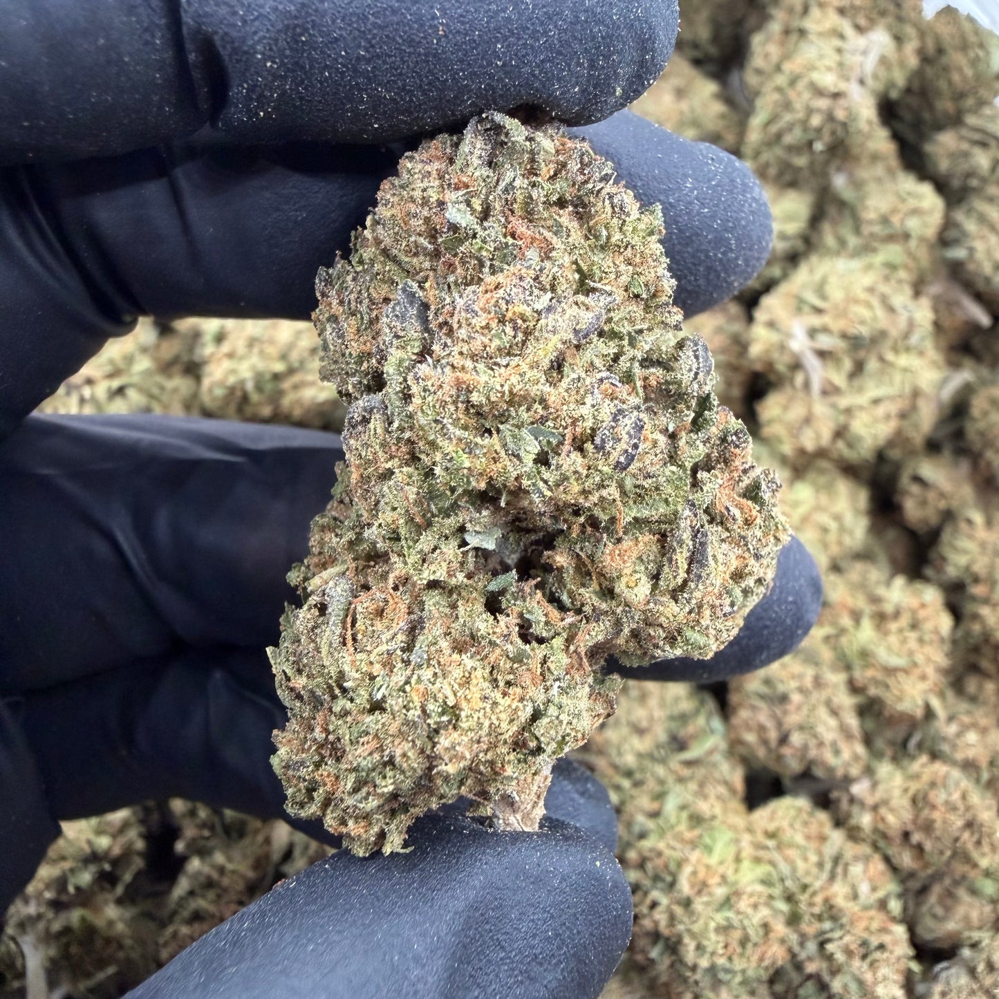 Gelato Gas