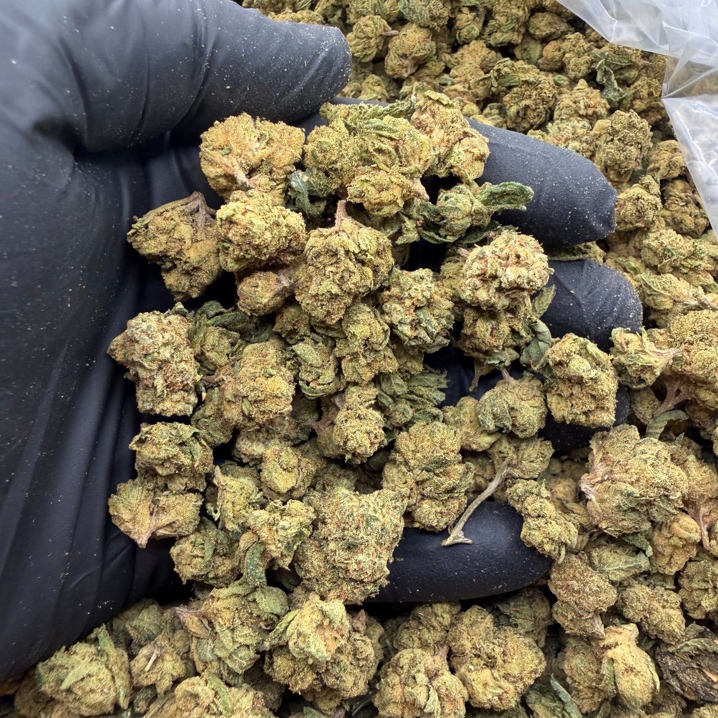 Gelato #33 -Smalls-