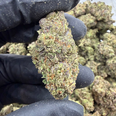 Gelato X Dosi Do