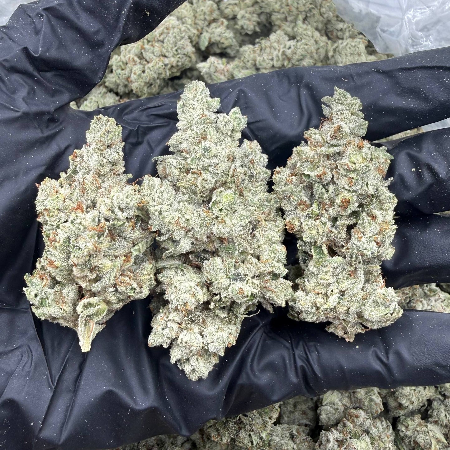 Gorilla Glue *Bulk*