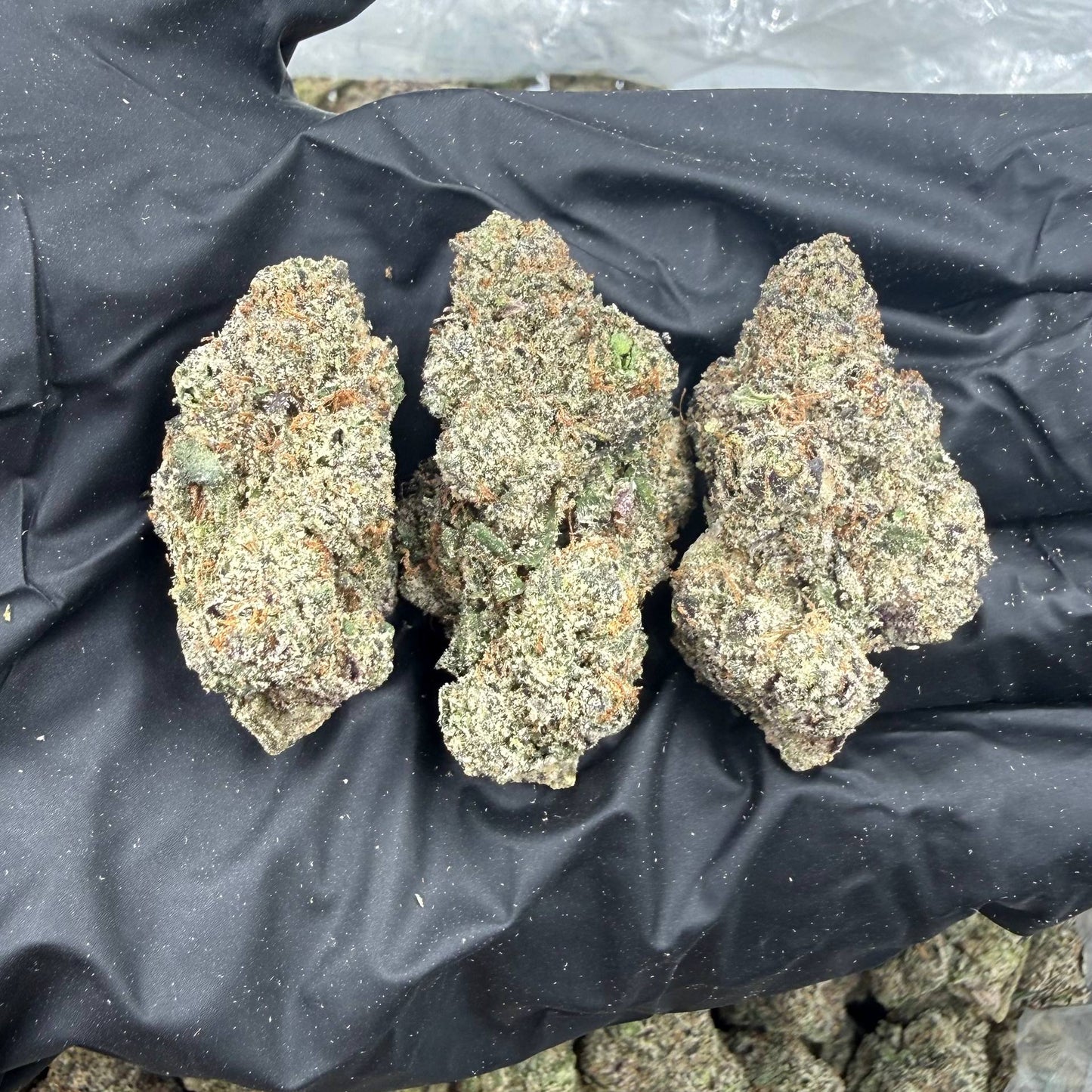 Cotton Candy Nerdz *Bulk*