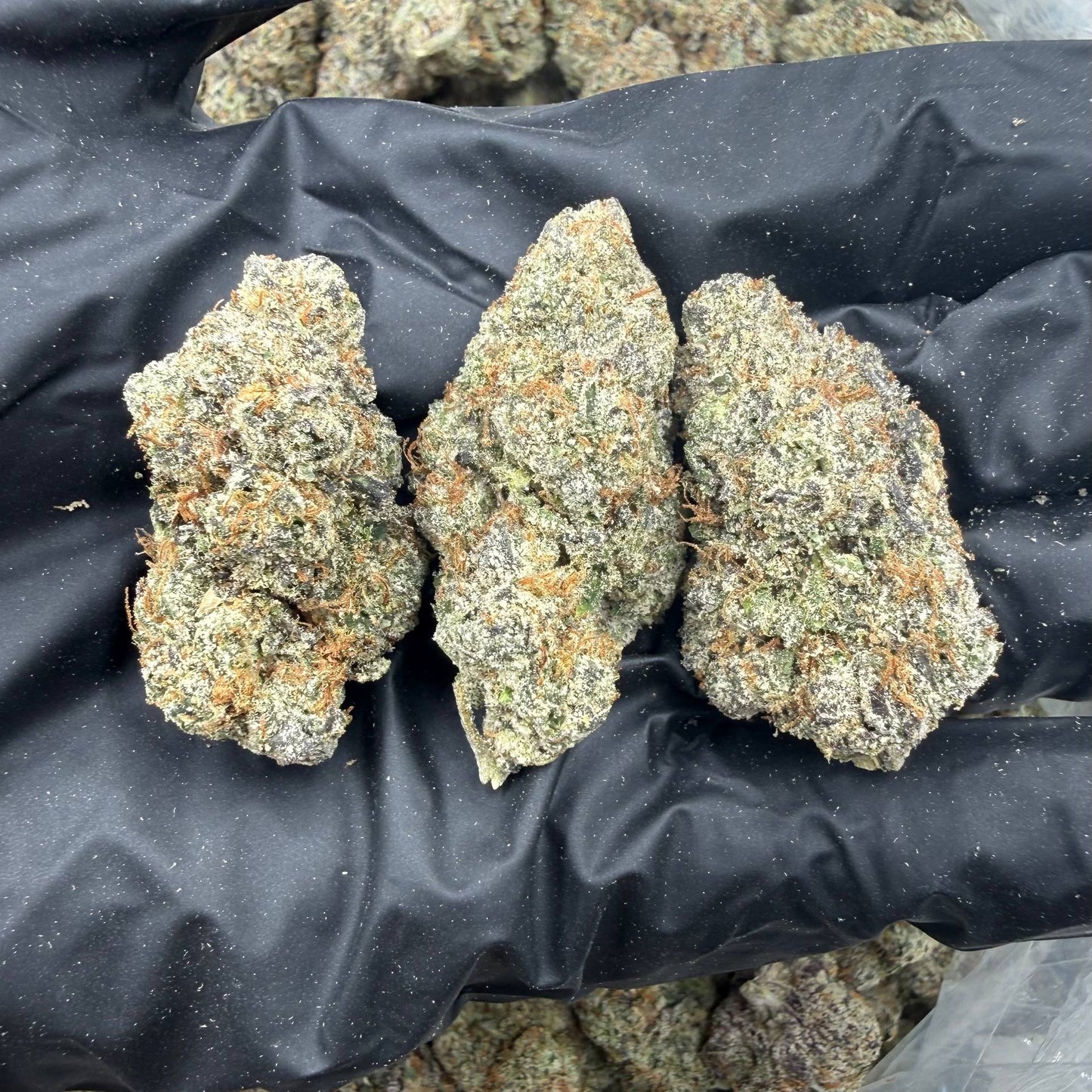 Purple Push Pop *Bulk*