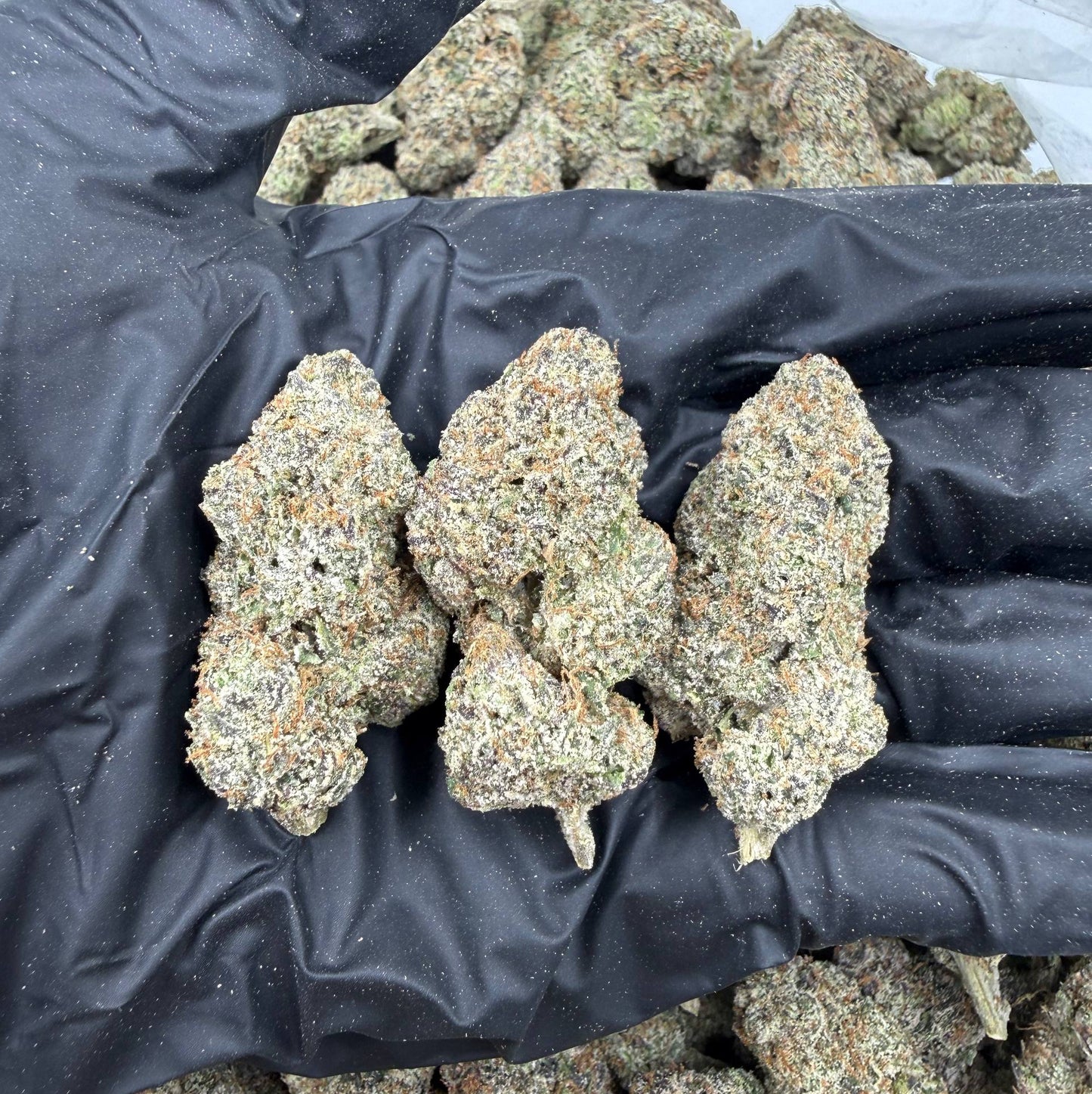 Purple Leprechaun *Bulk*