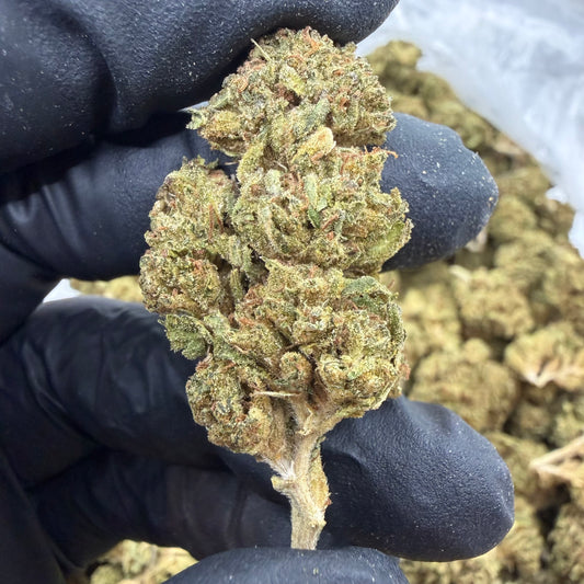 Kush Mintz *Budget*