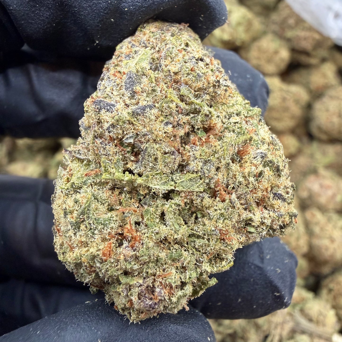 Lemon Kush