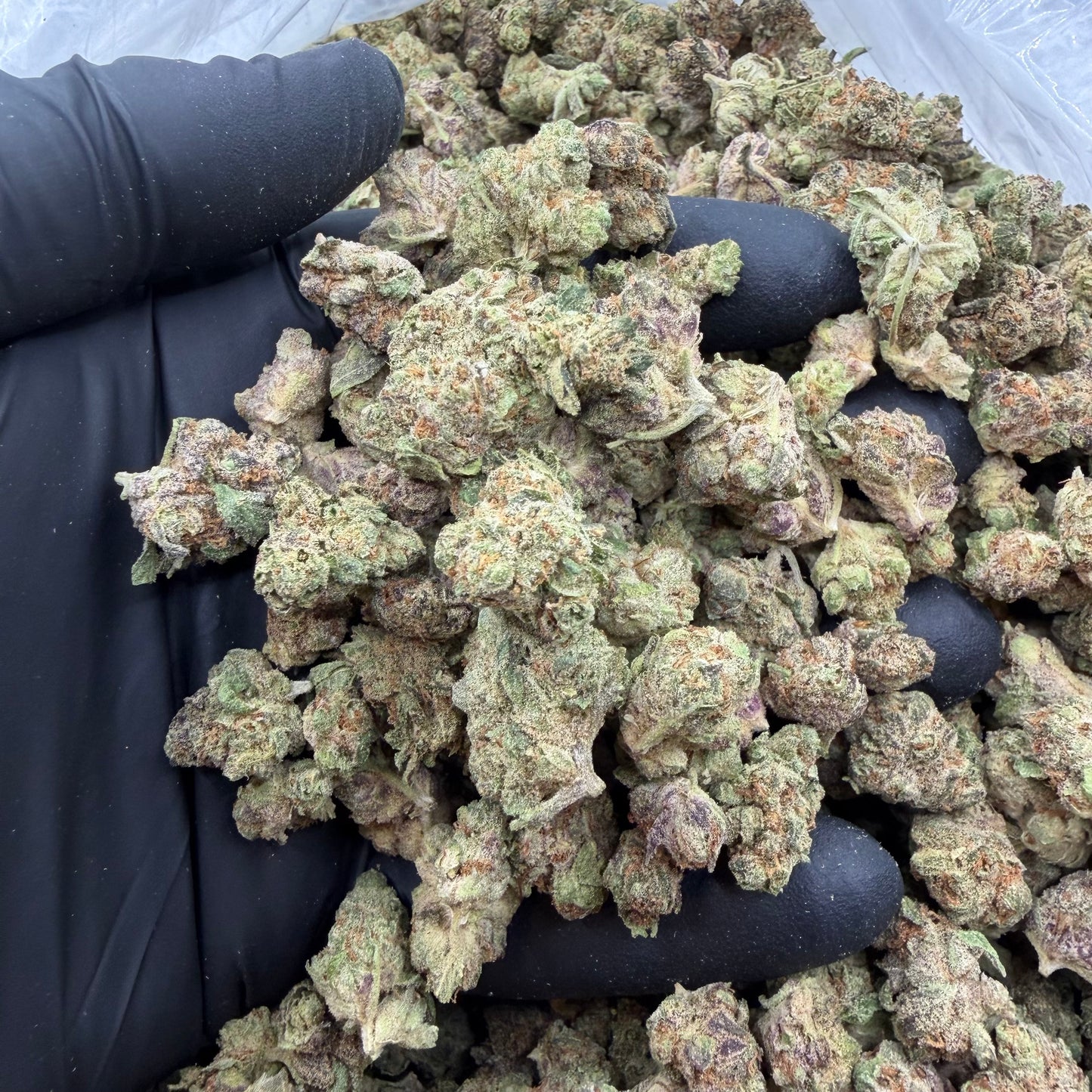 Motor Breath *Smalls*