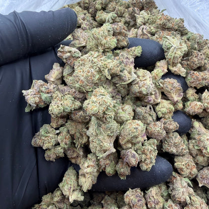 Motor Breath *Smalls*
