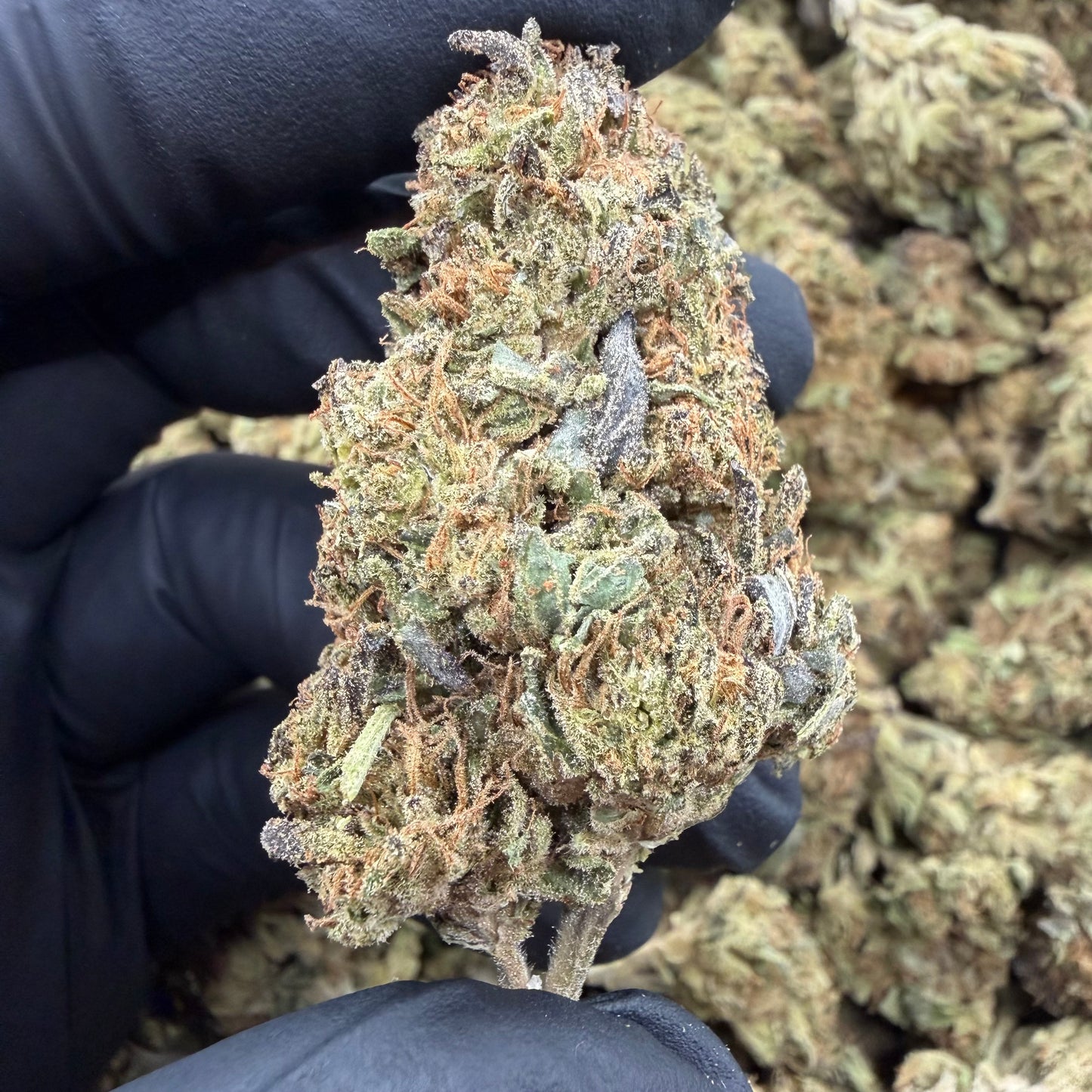 Mule Fuel