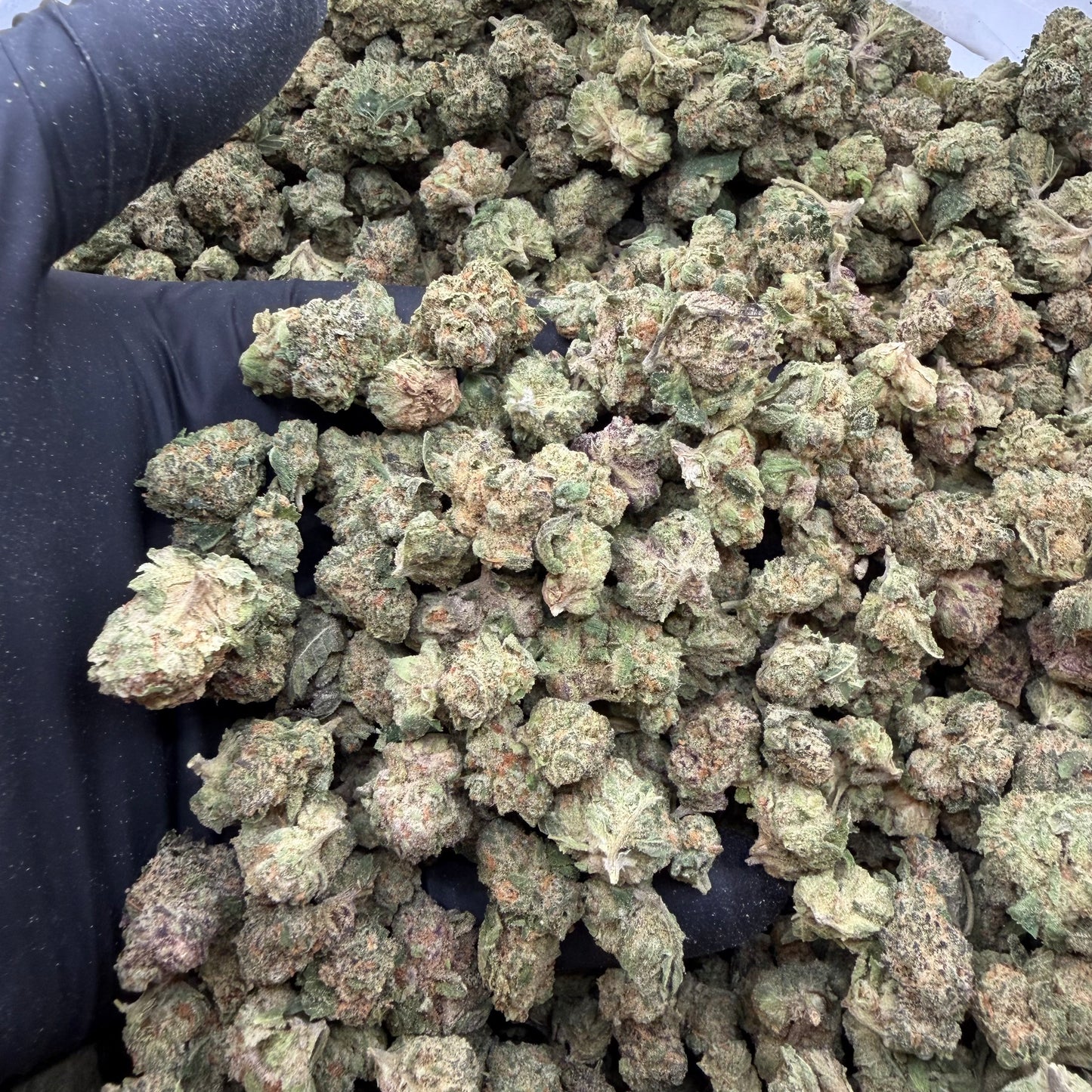 Northern Lights *Smalls*