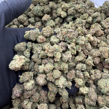 Northern Lights *Smalls*