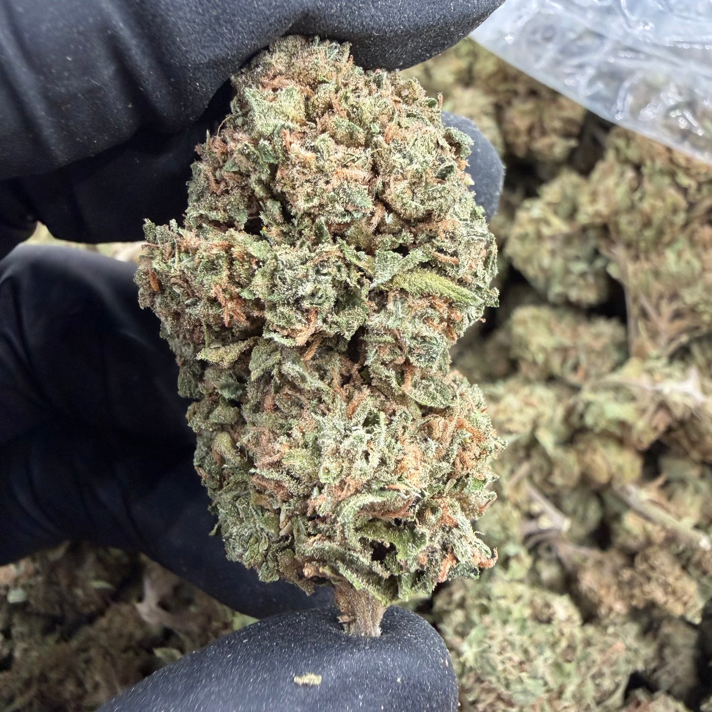 Pink Kush