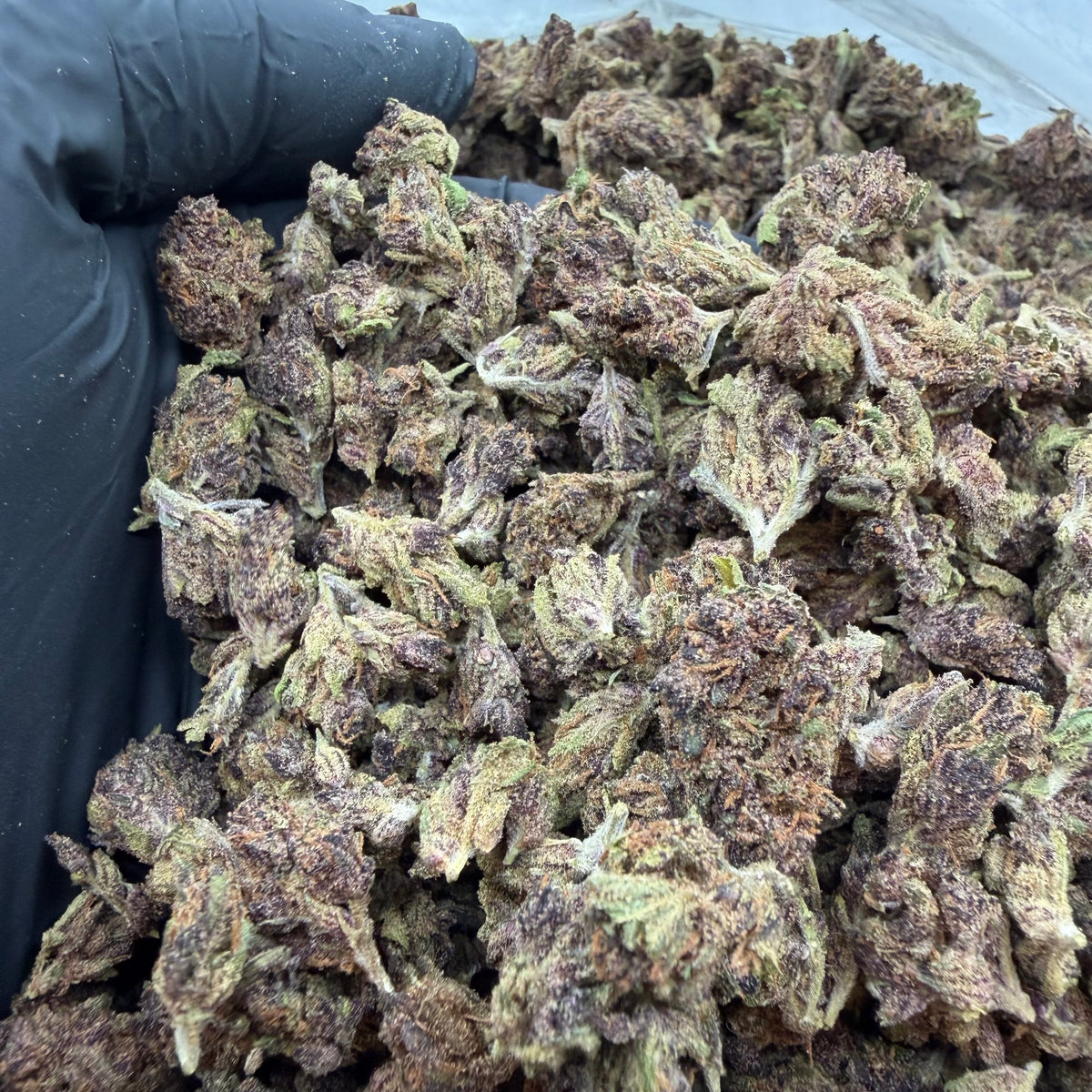 Purple Gelato *Smalls*