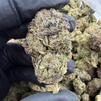 Sour Animal