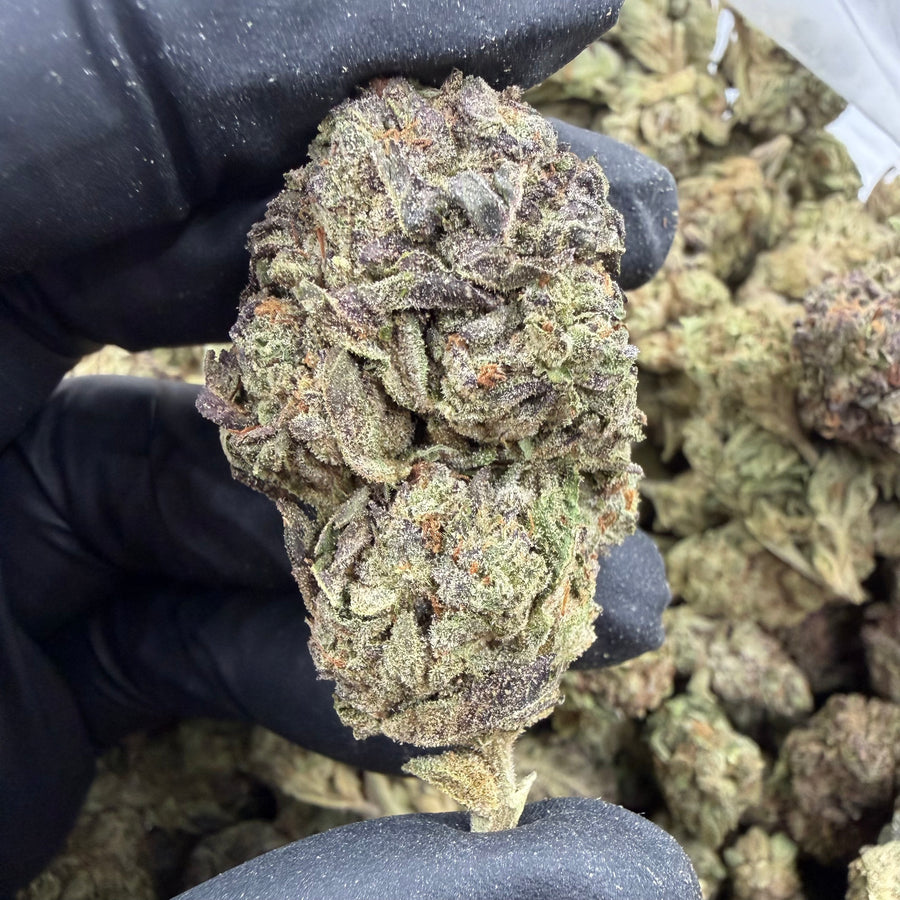 Sour Animal