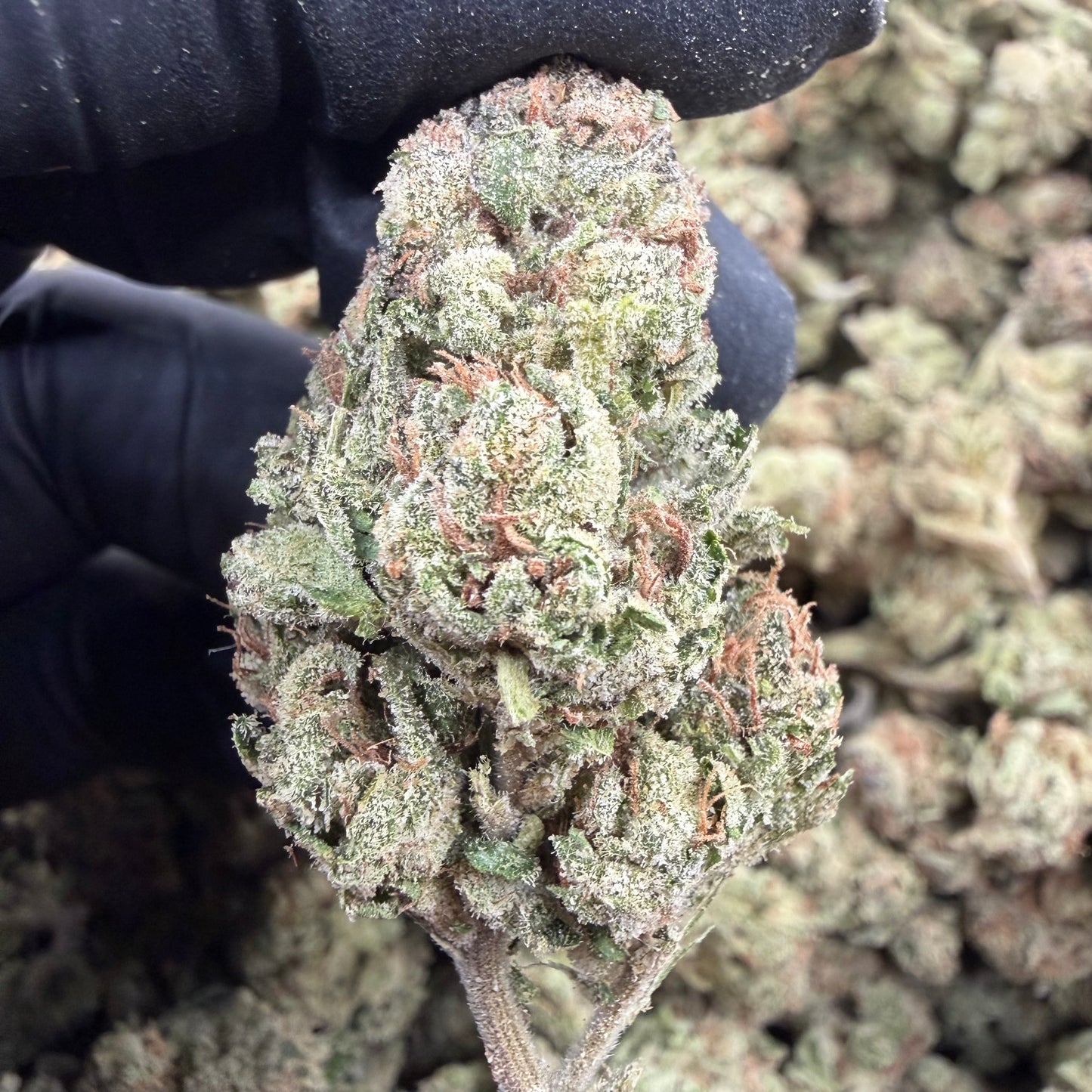 Triangle Kush
