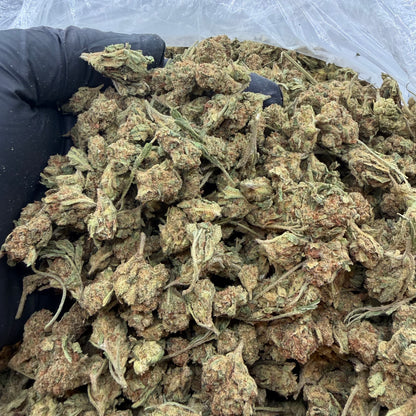 White Widow *Smalls*