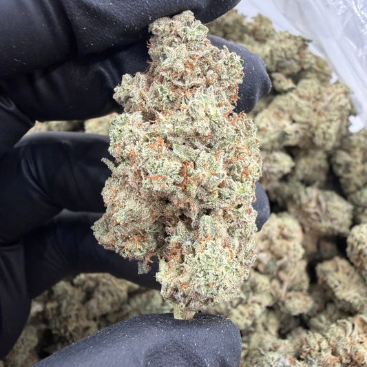 White Gorilla