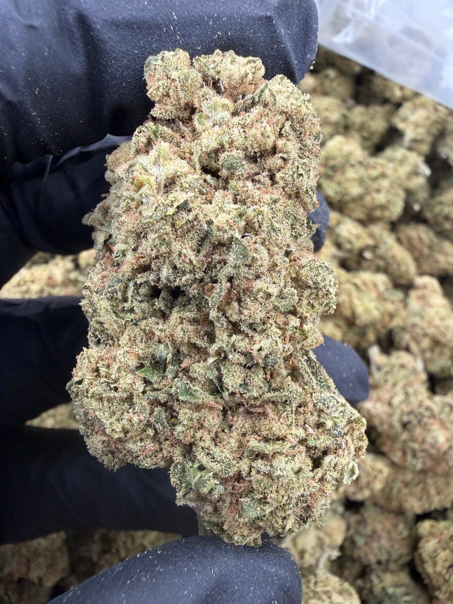 White Widow