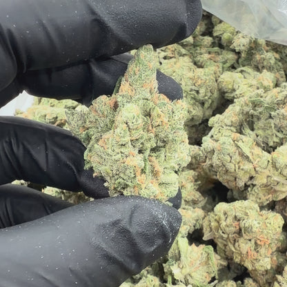 Arctic Blue Dream