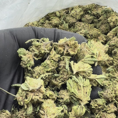 White Widow -Smalls-