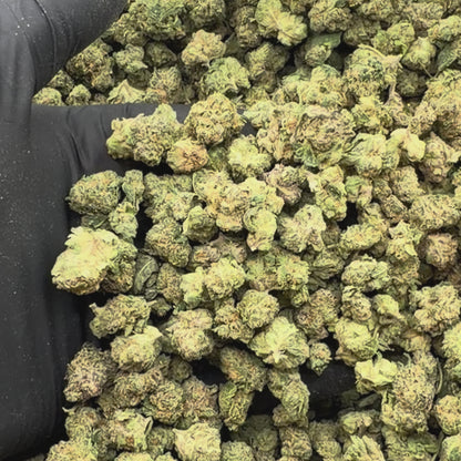 Northern Lights *Smalls*