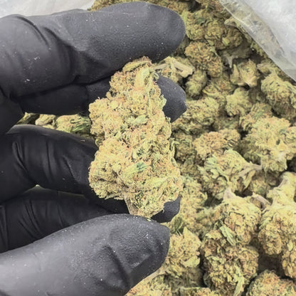Blue Skunk