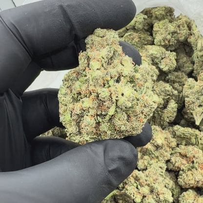 Jack Herer