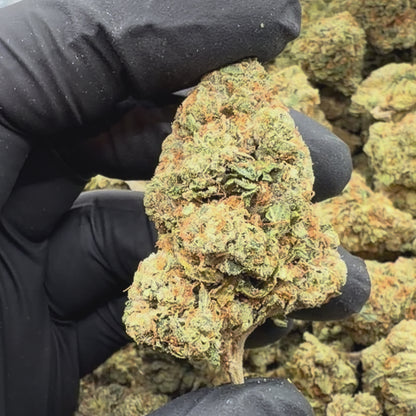 SFV OG