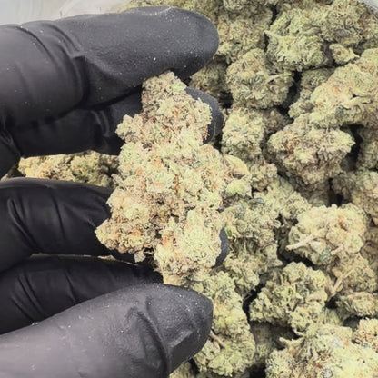 White Gorilla