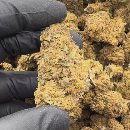 Lemon Haze