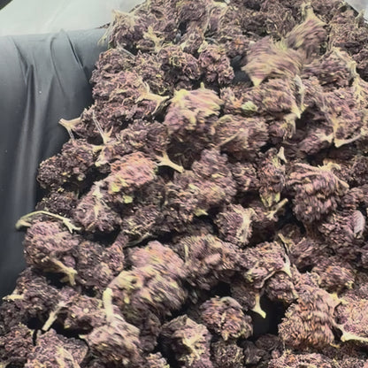 Black Cherry Punch *Smalls*