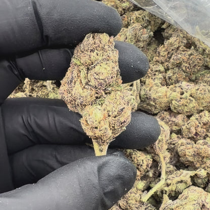 Purple Kush
