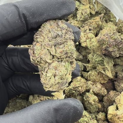 Sour Animal