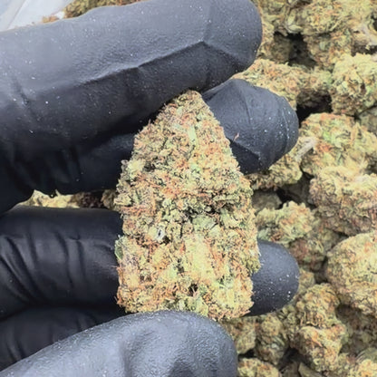 Gelato 45
