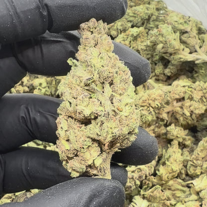 Alien Kush