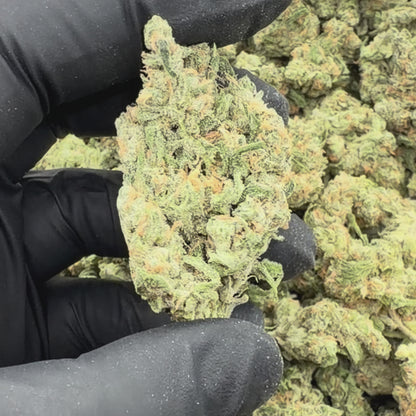 Arctic Blue Dream