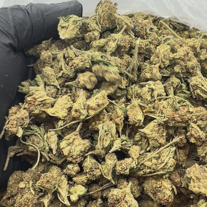 White Widow *Smalls*