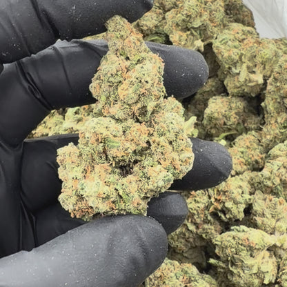 Candy Jack