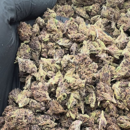 Purple Gelato *Smalls*